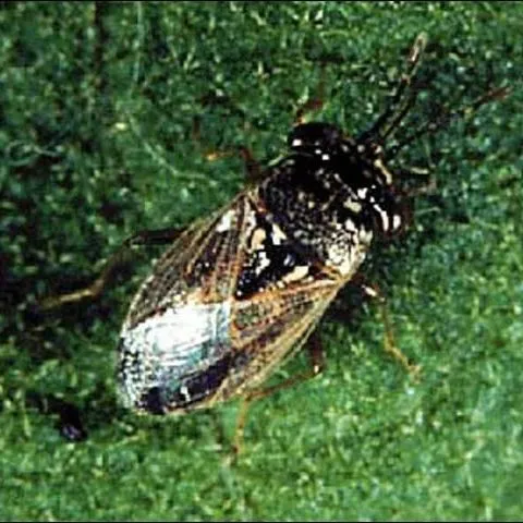 thumbnail for publication: Southern Chinch Bug, Blissus insularis Barber (Insecta: Hemiptera: Blissidae)